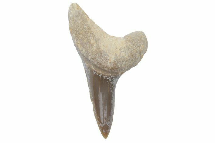 Fossil Ginsu Shark (Cretoxyrhina) Tooth - Kansas #219147